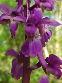 Orchis mascula 'purpurea'